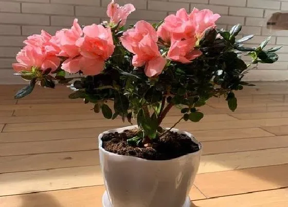叶蔫|杜鹃花叶子像烧焦一样怎么回事（叶子尖发黑枯萎的原因）