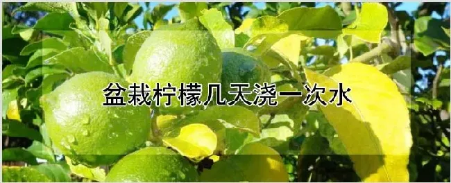 盆栽柠檬几天浇一次水 | 自然知识