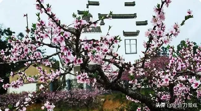 庭院摆放|自家院子里种什么树好（从风水的角度庭院里种什么树好）