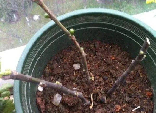 植物扦插|玉兰花可以扦插吗