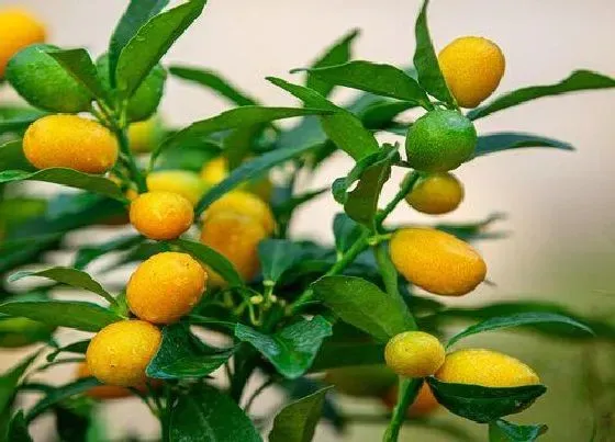 植物百科|跟金桔长得很像的水果叫什么