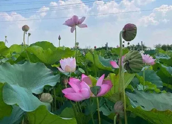 绿植|水池适合种什么植物