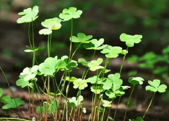 植物播种|幸运草什么时候播种好