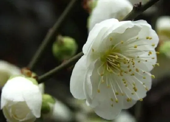 植物百科|迎客花卉有哪些