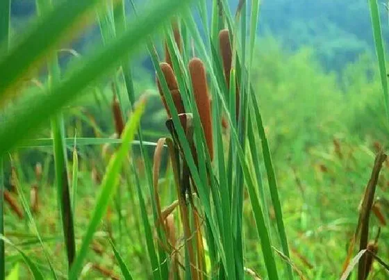 植物百科|蒲菜是什么植物类别