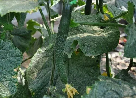 植物施肥|黃爪什么时候追肥合适