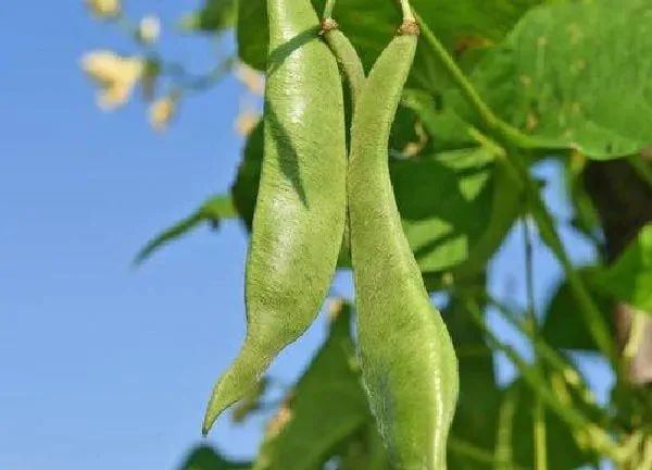 养殖科普|扁豆喜阴还是喜阳光的植物