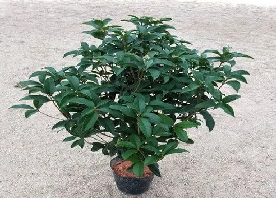 植物施肥|桂花树施什么肥合适