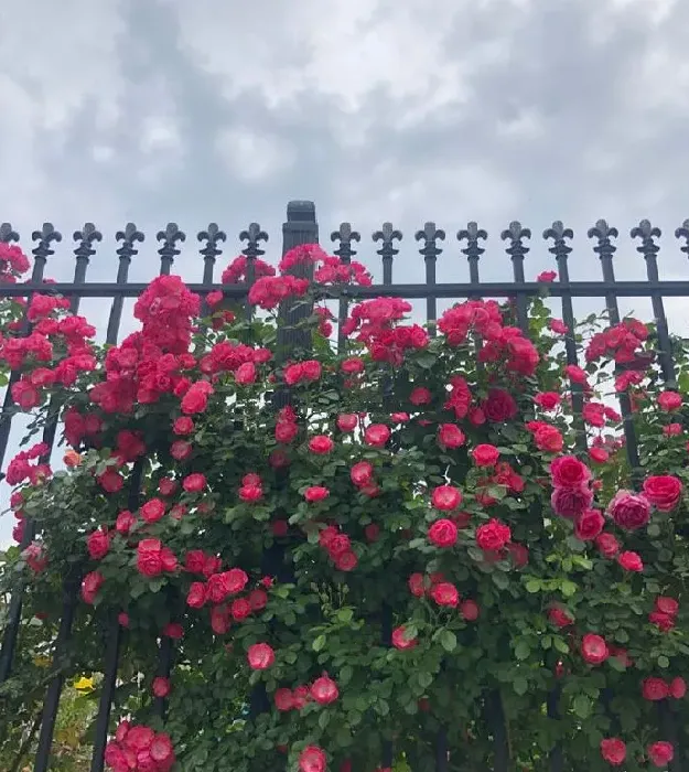 植物百科|藤本安吉拉月季的优缺点（安吉拉能爬多高，一年开几次花）