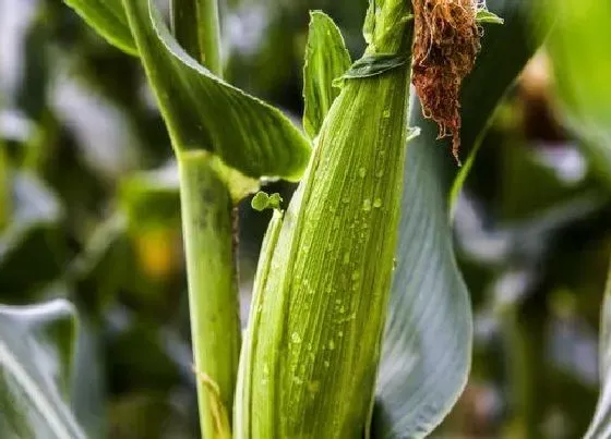 植物施肥|玉米施肥用什么肥料好 施肥时间和方法