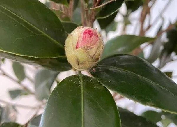 植物浇水|茶花能浇硫酸亚铁吗