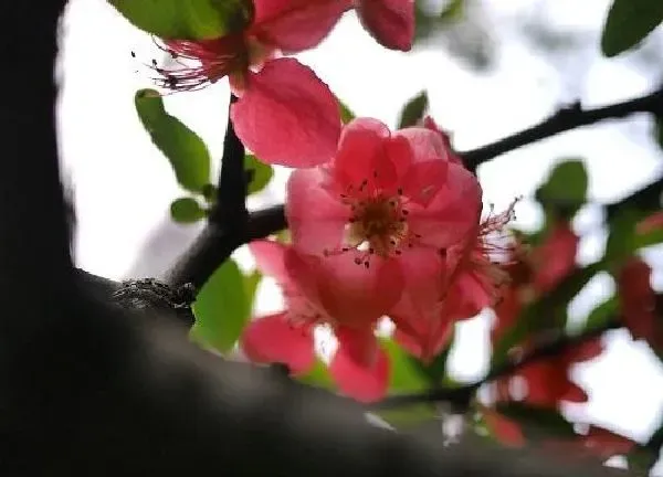 植物发芽|海棠什么时候发芽长叶