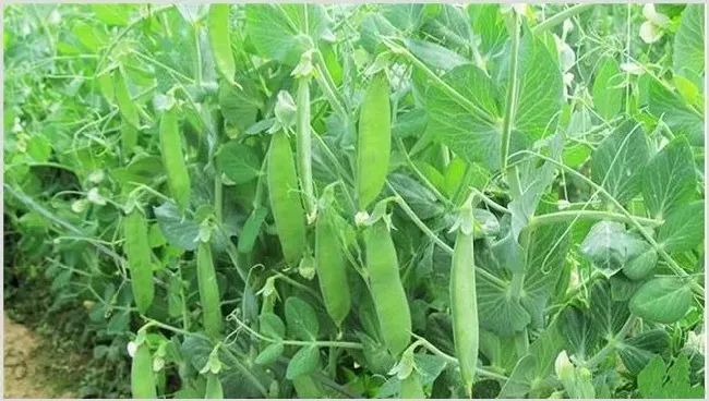 荷兰豆的栽培时间与方法 | 种植资料