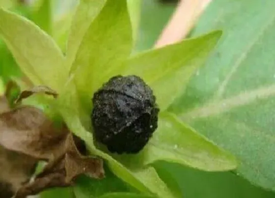 植物毒性|胭脂花种子有毒吗