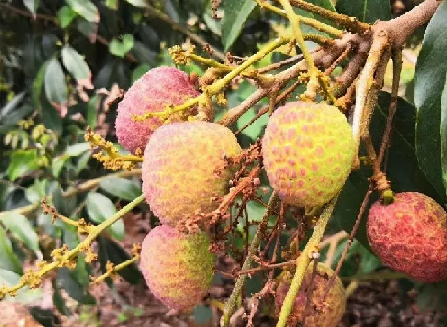 果实科普|桂花香荔枝简介（海南早熟荔枝品种桂花香特点、产地）