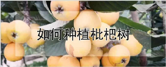 如何种植枇杷树 | 耕种资料