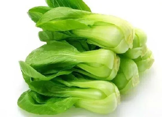 食用科普|油菜可以生吃吗