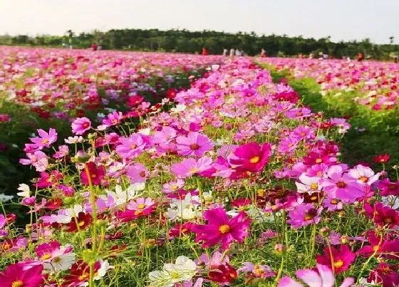 开花时间|波斯菊多久开花一次