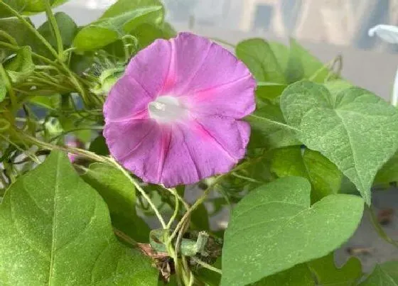 植物寓意|喇叭花的风水寓意和摆放位置