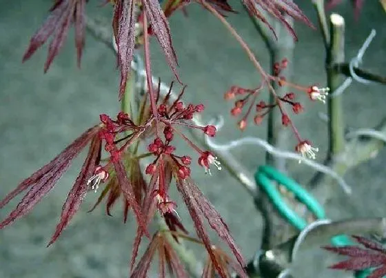 植物百科|红枫开花吗 开花什么样子