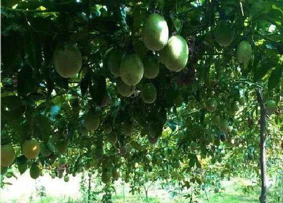 种植管理|百香果几月份种植最好 适合在什么时候种