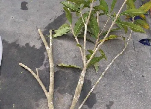 植物扦插|桂花树几月份扦插最好