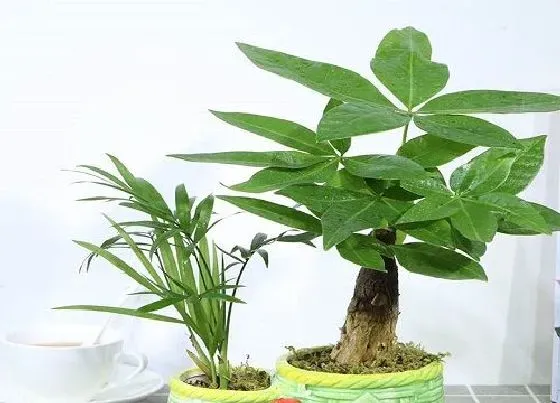 绿植|最适合家里养的十大植物 室内长期养生命力强的花卉