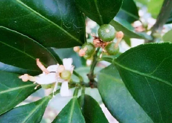 花期|桔子树一年开几次花