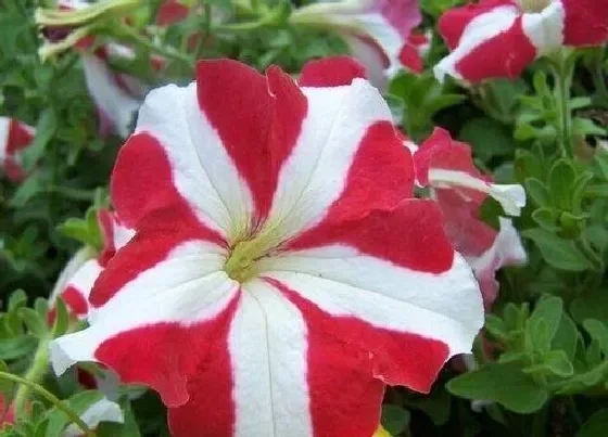 习性特点|牵牛花的样子和特点描写