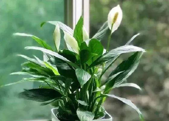 花朵|一帆风顺花的特点和作用 有几个品种图片