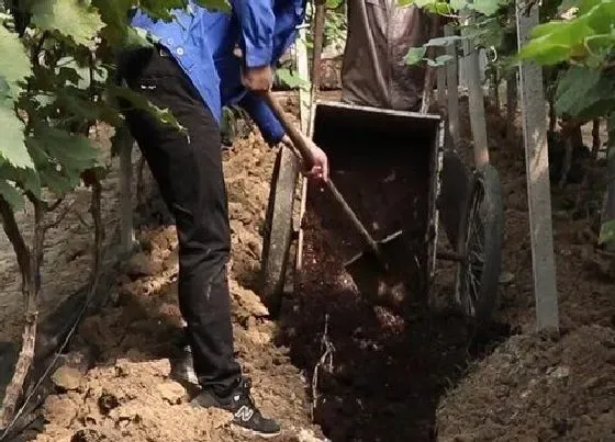 植物施肥|磷酸二铵的作用及使用方法，磷酸二铵施用技巧及注意事项）