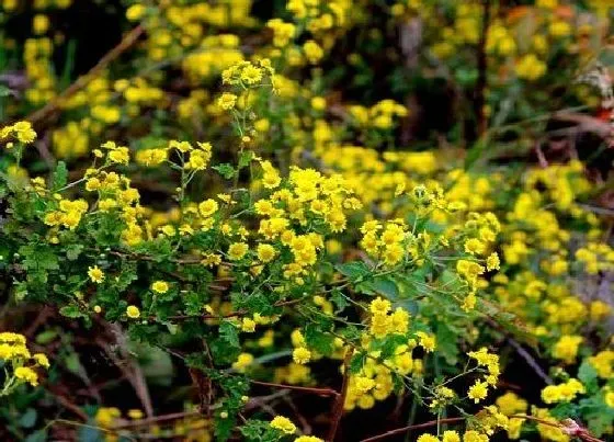 植物寓意|野菊花花语代表什么意思