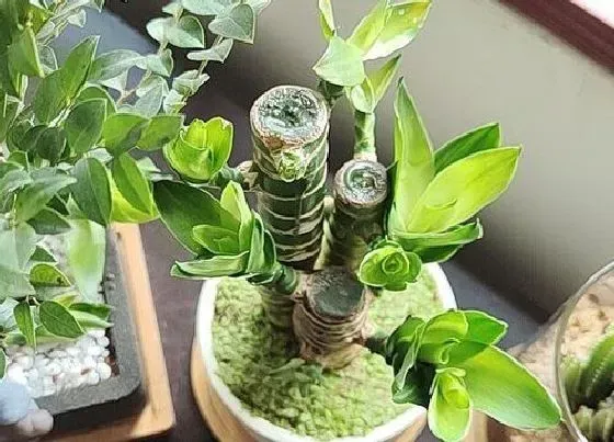 冬天植物|观音竹耐寒吗（观音竹冬天怎么养才能安全过冬）