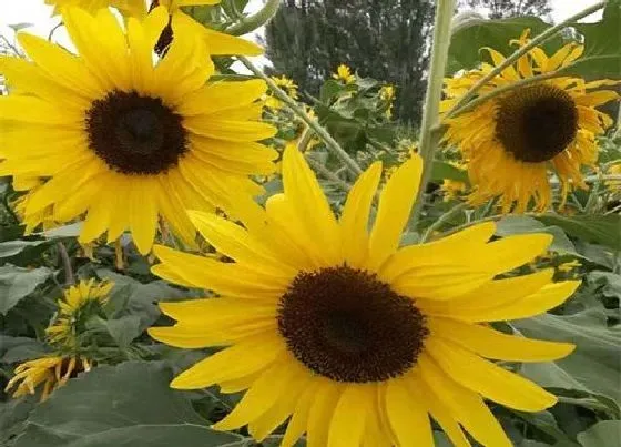 种植管理|北方葵花籽几月份种植合适