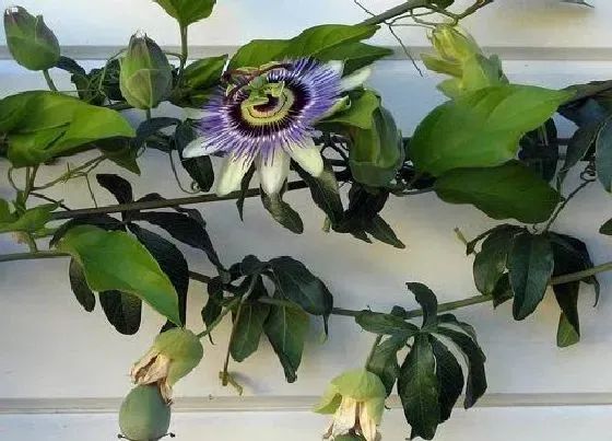 植物百科|喜阳爬藤花卉有哪些