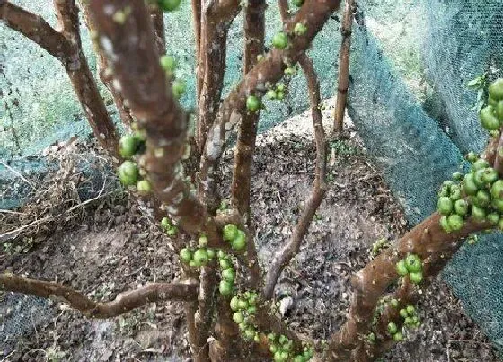 植物排行|嘉宝果树什么品种最好