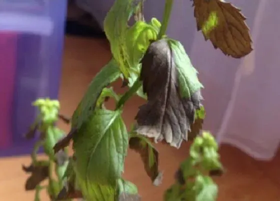 叶蔫|薄荷叶子发蔫原因及补救方法
