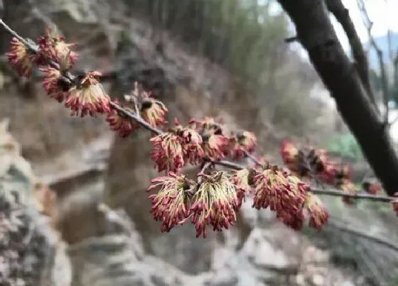 植物百科|银缕梅属于什么植物类型