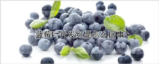 蓝莓叶片发红是怎么回事 | 耕种资料