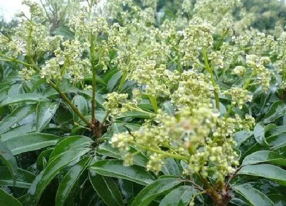 开花时间|荔枝什么时候开花 一般几月份开花