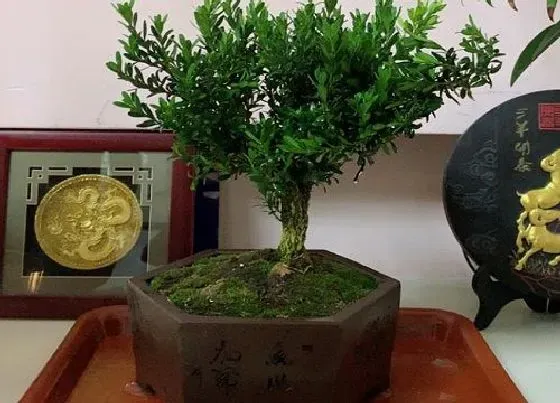 植物修剪|小叶黄杨怎么修剪好看