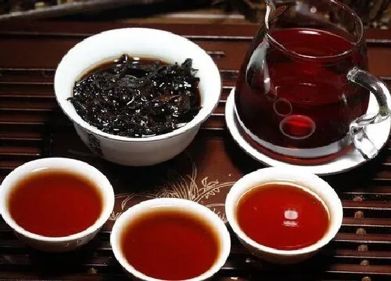 食用常识|熟普属于什么茶