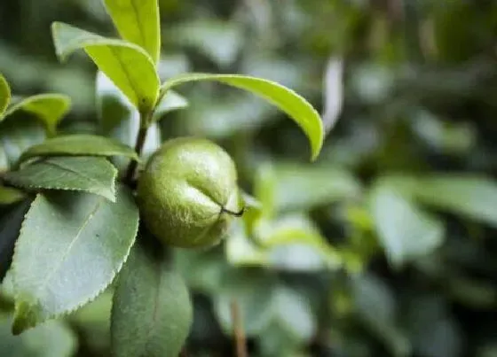 种植管理|茶花几年结果实