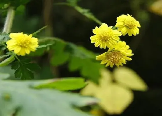 植物寓意|野菊花花语代表什么意思