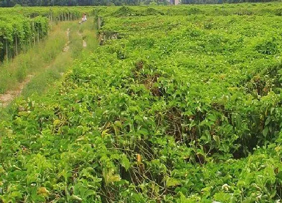 种植管理|百香果几月份种植最好 适合在什么时候种