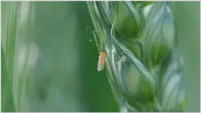 小麦吸浆虫防治技术 | 植物病害