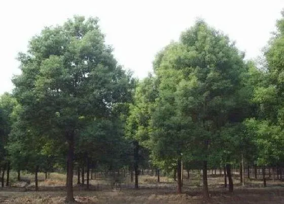 植物香味|香樟树有香味吗