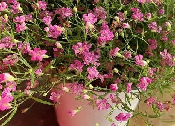 植物寓意|粉色满天星的花语是什么意思 花语代表什么寓意