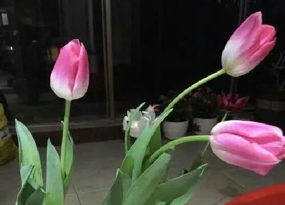 植物产地|郁金香原产地在哪里