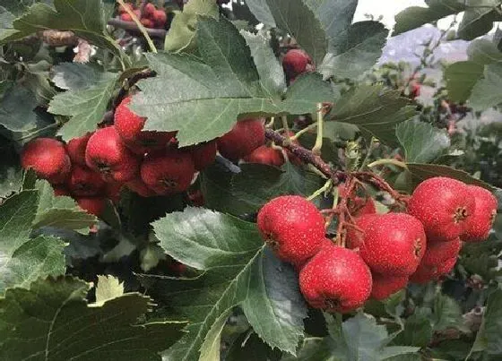 植物百科|山里红和山楂一样吗 长什么样子（图片比对）